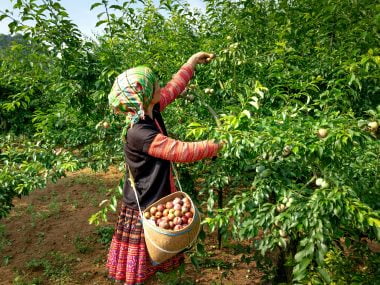 Photo by Quang Nguyen Vinh: https://www.pexels.com/photo/woman-in-black-and-red-long-sleeve-shirt-carrying-brown-basket-with-fruits-standing-beside-green-trees-14022963/