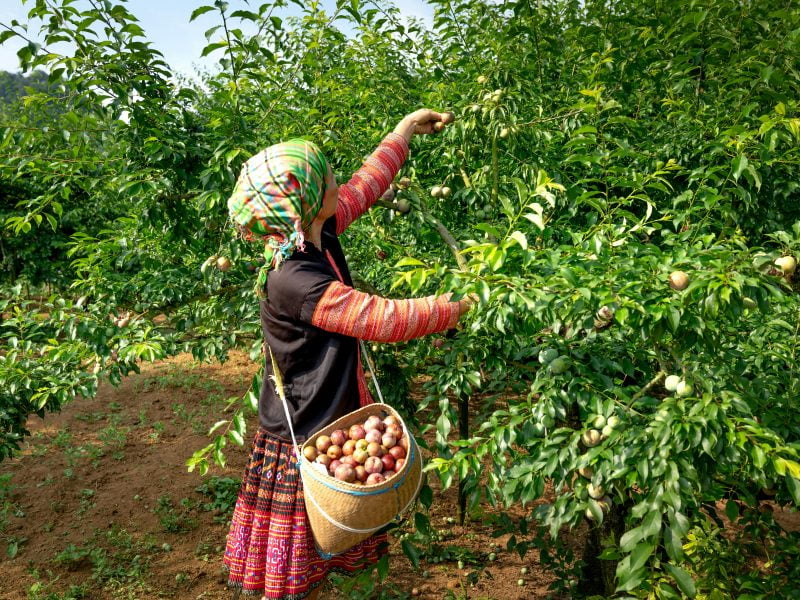 Photo by Quang Nguyen Vinh: https://www.pexels.com/photo/woman-in-black-and-red-long-sleeve-shirt-carrying-brown-basket-with-fruits-standing-beside-green-trees-14022963/